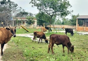 ﻿ ராமாபுரத்தில் பராமரிப்பற்ற பூங்கா மேய்ச்சல் இடமாக மாறிய அவலம்