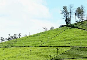 ﻿ தென் மாநில தேயிலை ஏலத்தில் ரூ.46.18 கோடி வருவாய்