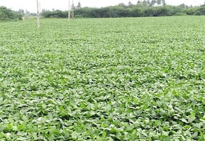 ﻿ உளுந்து பயிரிடுவதில் விவசாயிகள் ஆர்வம்