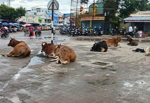 ﻿ பஸ்ஸ்டாண்டில் கூட்டமாக ஆக்கிரமித்துள்ள மாடுகள்