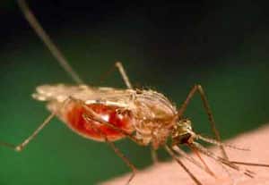 டில்லியில் தொற்று பதிவு: மலேரியா அதிகம்; டெங்கு குறைவு