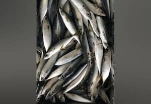 ﻿ கடல் உணவு ஏற்றுமதி 16 சதவீதம் அதிகரிப்பு