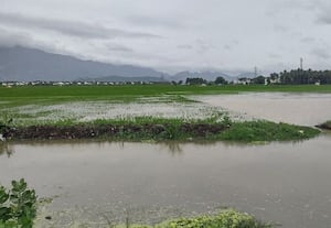 ﻿ அனுமதியின்றி திருச்சலுார் கண்மாய்-- நீர் திறப்பு