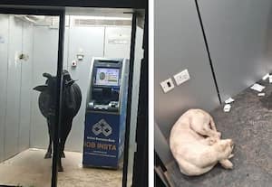 ﻿ தொடர் மழையால் ஏ.டி.எம்.,களில் தஞ்சம் புகுந்த  நாய், மாடு