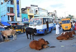 ﻿ நெடுஞ்சாலைகளை ஆக்கிரமிக்கும் மாடுகள்: வாகன ஓட்டிகள் பாதிப்பு