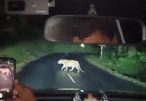 ﻿ வால்பாறையில் சிறுத்தை நடமாட்டம்: வாகன ஓட்டுநர்களுக்கு அறிவுறுத்தல்