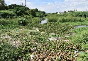 ﻿ இயற்கையின் ஆகச்சிறந்த மழைநீர் வடிகால் 