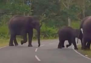 ﻿ காலில் காயத்துடன் குட்டி யானை: கண்காணிப்பில் வன ஊழியர்கள்