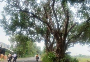 ﻿ சாலையோர பட்டுப்போன மரத்தால் மருத்துவன்பாடியில் விபத்து அபாயம்