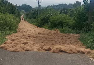 ﻿ ரோட்டில் குவிக்கப்படும் தேங்காய் நார்களால் விபத்து