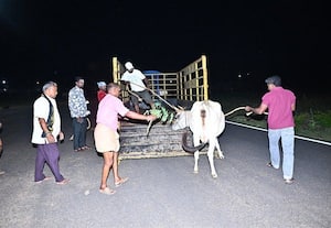 ﻿ லாஸ்பேட்டை மைதானத்தில் கால்நடைகள் திரிந்தால் பறிமுதல்;  உழவர்கரை நகராட்சி எச்சரிக்கை