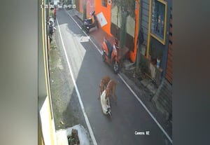 ﻿ ஆட்டை குதறிய வெறிநாய்கள்: சி.சி.டி.வி., காட்சிகள் வைரல்