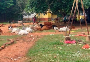 ﻿ மாட்டு தொழுவமான பூண்டி சிறுவர் பூங்கா