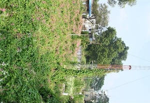 ﻿ செடிகளால் சூழ்ந்த மழை மானி மையம் அளவீடு செய்ய ஊழியர்கள் சிரமம்