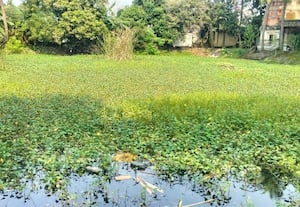 ﻿ அய்யனார் கோவில் குளம் சீரமைக்க கோரிக்கை