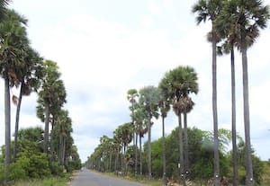 ﻿ கரும்பாக்கம்- - வளர்குன்றம் சாலையில் 500 பனை மரங்கள் அகற்றிய இடத்தில் மீண்டும் நடப்படுமா?