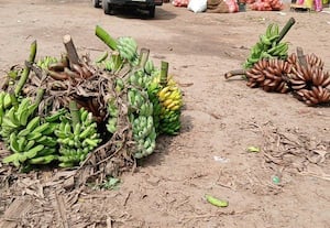 ﻿ செவ்வாழைத்தார் விலை சரிவு :விவசாயிகள் அதிருப்தி