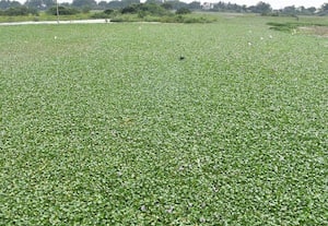 ﻿ கண்மாய் காப்போம்.. ஆக்கிரமிப்பில் நீர்வரத்து ஓடை, கழிவுகளால் சுகாதாரக் கேடு : ஸ்ரீவில்லிபுத்துார் செங்குளம் கண்மாயின் அவலம்