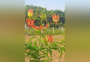 ﻿ பூத்துக்குலுங்கும் செங்காந்தள்