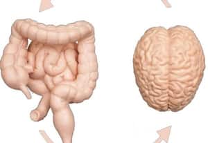 குடலும் மூளையும் பேசுவதை ஒட்டு கேட்கலாம்