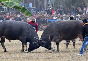 ஜல்லிக்கட்டை போன்று எருமைச்சண்டை நடத்த சட்டத்திருத்தம்: அசாம் சட்டசபையில்  நிறைவேற்றம்
