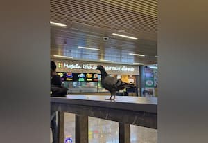 ﻿ முதலில் வந்தது காக்கா; இப்போது புறா...! விமான நிலையத்தில் பயணியர் பதற்றம்