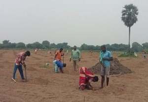 ﻿ 3,000 மரக்கன்றுகள் மலையாங்குளத்தில் நடவு