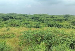 ﻿ நீர்வரத்தின்றி முள் காடாக மாறிய சாத்தணஞ்சேரி ஏரி