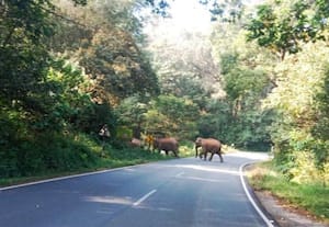 ﻿ பகலில் சாலையை கடந்து செல்லும் காட்டு யானைகள்: வாகன டிரைவர்களுக்கு வனத்துறை எச்சரிக்கை
