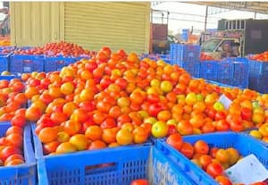 ﻿ தக்காளி விலை 'கிடுகிடு' கிலோ ரூ.80 ஆக உயர்வு