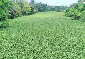 ﻿ நீர்வழித்தடங்களில் ஆகாயத்தாமரை: ஆட்களை இறக்கி அகற்ற அரசு உத்தரவு