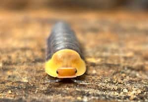 ﻿ இப்படியும் ஒரு செல்லப்பிராணி! 'நம்புங்க பாஸ்!'