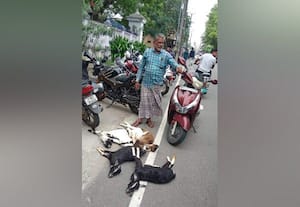 ﻿ தெருநாய் கடித்து ஐந்து ஆடுகள் பலி