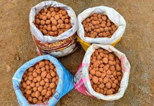 ﻿ பழவேரி மலையில் பந்துகளாக 2,000 நாட்டு மரவிதைகள் வீச்சு