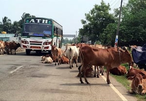 ﻿ நெடுஞ்சாலையில் மாடுகள் ஓய்வு வாகன ஓட்டிகள், மக்கள் அவதி
