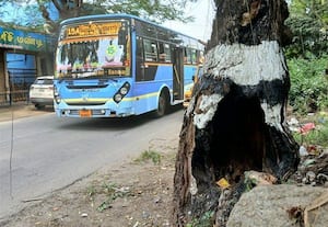 ﻿ எரிந்த வேப்ப மரம் சாய்ந்தால் ஆபத்து
