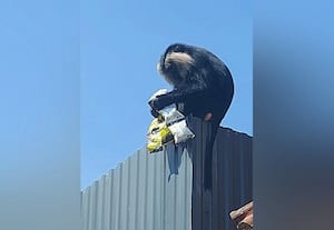 ﻿ சிங்கவால் குரங்குகளுக்கு உணவு கொடுக்காதீங்க! சுற்றுலா பயணியருக்கு எச்சரிக்கை