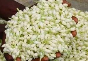 ﻿ தொடர் மழையால் பூக்களின் விளைச்சல் குறைந்தது