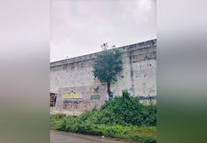 ﻿ மேம்பாலத்தில் வளரும் மரக்கன்றுகள் அகற்றப்படுமா?