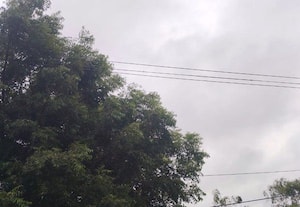 ﻿ மின்கம்பியில் உரசும் மரக்கிளைகளால் ஆபத்து