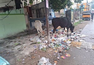 ﻿ சாலையோர பிளாஸ்டிக் குப்பையால்  பாதிக்கும் கால்நடைகள்