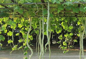 ஒட்டன்சத்திரத்தில் விலை உயர்ந்த புடலங்காய்;  கிலோ ரூ.18 ஆக அதிகரிப்பு