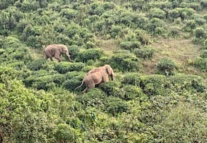 ﻿ சத்திரம்- சபரிமலை எல்லையில் காட்டு யானைகள் நடமாட்டம்; ஐயப்ப பக்தர்கள் உஷார்