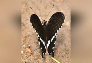 ﻿ ஸ்ரீவில்லிபுத்துார் செண்பகத்தோப்பில் பட்டாம்பூச்சி பூங்கா: மக்கள் எதிர்பார்ப்பு