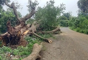 ﻿ சாலையில் மரம் விழுந்து போக்குவரத்து பாதிப்பு