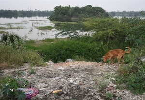 ﻿ ஆண்டிபாளையம் குளத்தில் கொட்டப்படும் இறைச்சி கழிவு எச்சரிக்கை செய்வது 'வேஸ்ட்' l நடவடிக்கை எடுப்பது 'பெஸ்ட்'