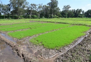 ﻿ ஆயக்கட்டில் நெல் நாற்றங்கால்; நீர்மட்டம் திருப்தியால் பணி