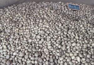 ﻿ களைகட்டும் ஆக்ரா உருளைக்கிழங்கு விற்பனை