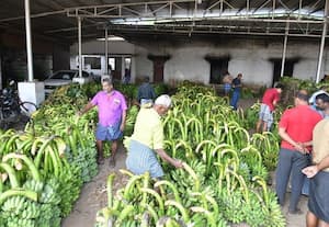 ﻿ புயலால் வாழைகள் சேதம்:  இலை விலை 'தாறுமாறு'