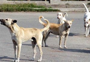கைவிடப்பட்ட பச்சிளம் குழந்தை... காவலுக்கு நின்ற தெருநாய்கள்; மேற்கு வங்கத்தில் ஆச்சர்யம்